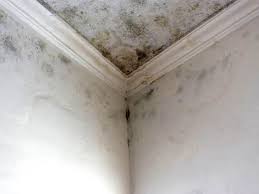 Why You Should Choose Our Mold Remediation Services in Greensboro, NC